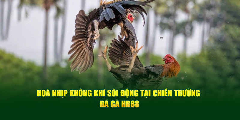 Hoà Nhịp Không Khí Sôi Động Tại Chiến Trường Đá Gà HB88