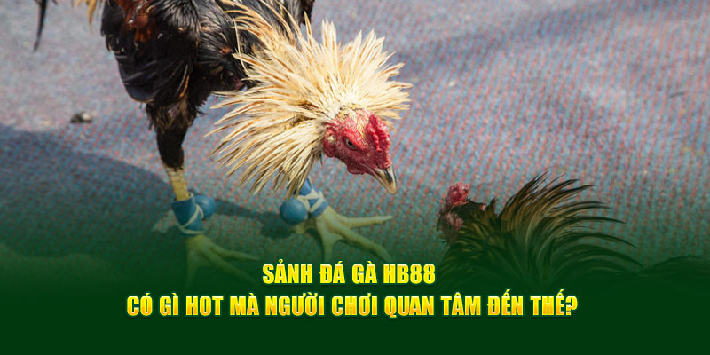 Sảnh đá gà HB88 có gì hot mà người chơi quan tâm đến thế?